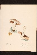 Agaricus subrufescens image
