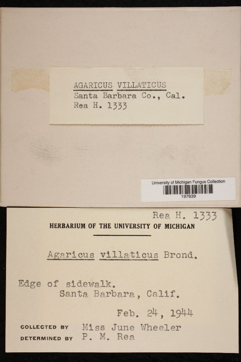 Agaricus villaticus image