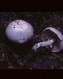 Agaricus xanthodermoides image