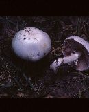 Agaricus xanthodermoides image