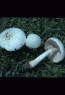 Agaricus xanthodermoides image