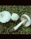 Agaricus xanthodermoides image