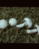 Agaricus xanthodermoides image