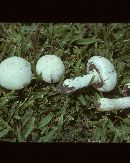 Agaricus xanthodermoides image