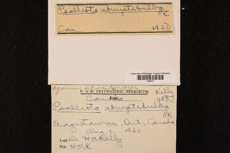 Agaricus abruptibulbus image