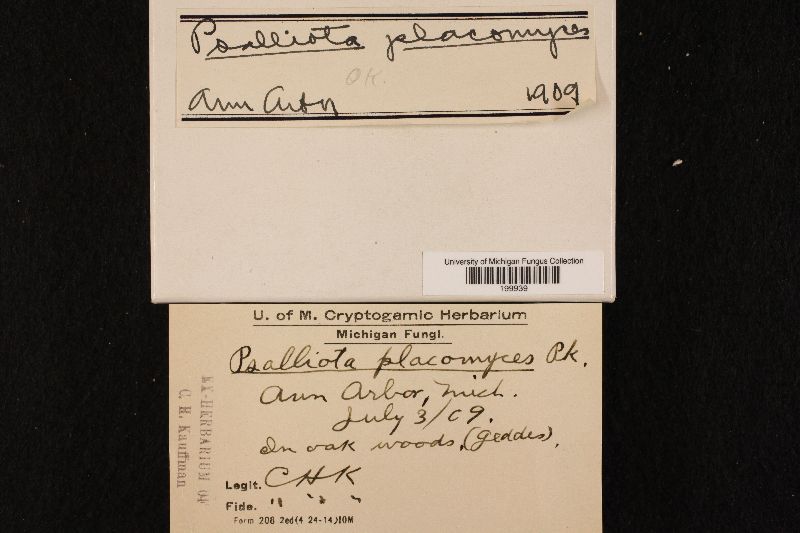 Agaricus placomyces var. placomyces image