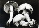 Agaricus silvicola image