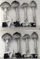 Lepiota clypeolaria image