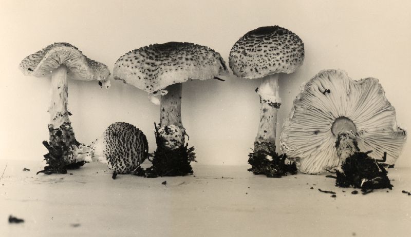 Lepiota clypeolarioides image