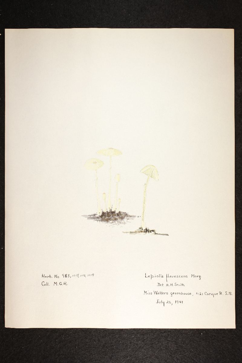 Lepiota flavescens image