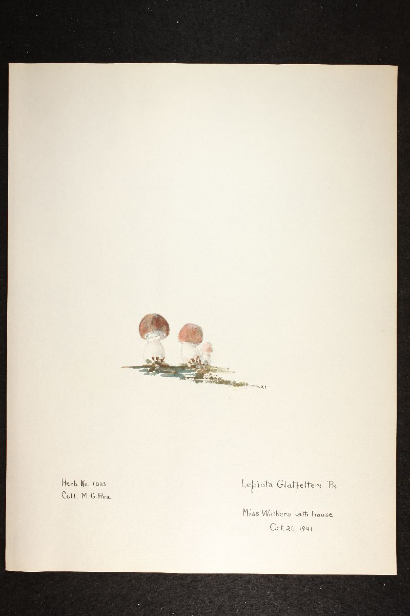Lepiota glatfelteri image