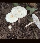 Chlorophyllum humei image