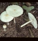 Chlorophyllum humei image