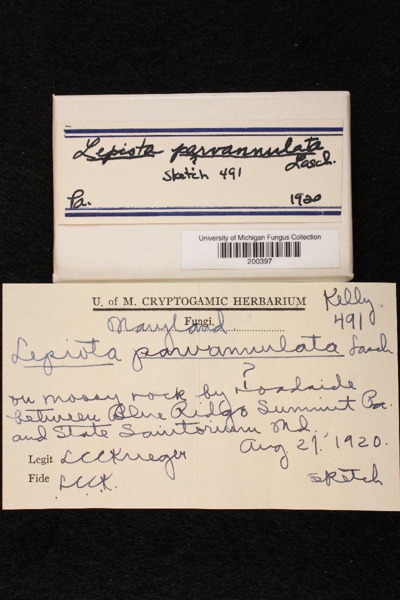 Lepiota parvannulata image