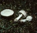 Lepiota naucinoides image