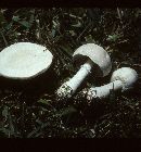 Lepiota naucinoides image