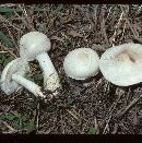 Lepiota naucinoides image