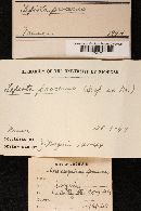Lycoperdon rimulatum image