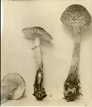 Lepiota roseifolia image