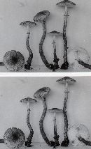 Lepiota roseifolia image