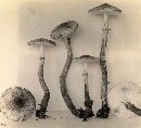 Lepiota roseifolia image