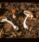 Lepiota rubrotincta image