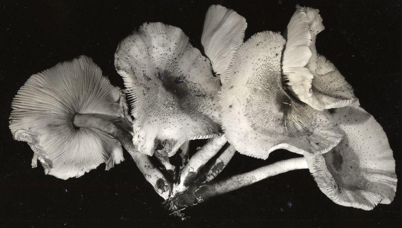 Lepiota sanguiflua image