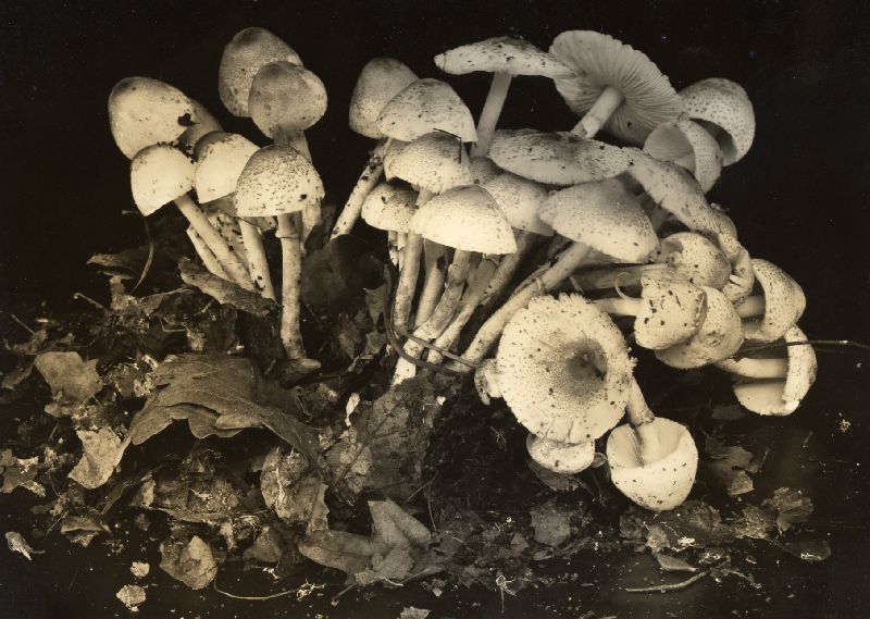 Lepiota sanguiflua image