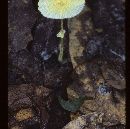 Leucocoprinus fragilissimus image