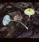 Leucocoprinus fragilissimus image