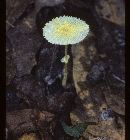 Leucocoprinus fragilissimus image