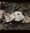 Leucocoprinus lilacinogranulosus image