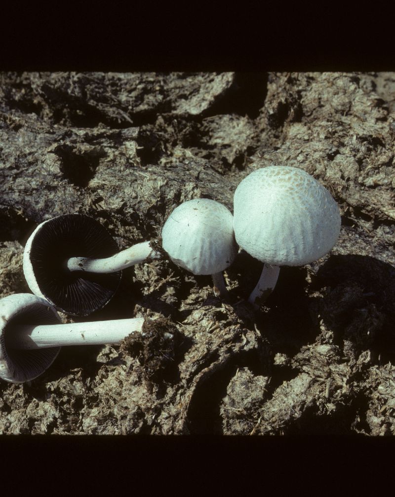Anellaria sepulchralis image
