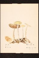 Agrocybe acericola image