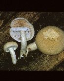 Agrocybe cylindracea image