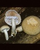 Agrocybe cylindracea image