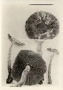 Agrocybe erebia image