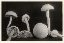 Agrocybe dura image