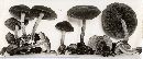 Agrocybe firma image