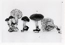 Agrocybe firma image