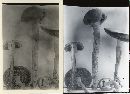 Agrocybe howeana image