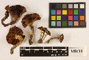 Agrocybe brunneola image