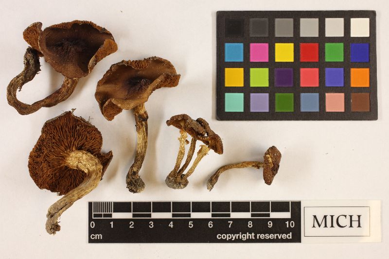 Agrocybe brunneola image