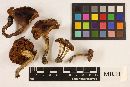 Agrocybe brunneola image