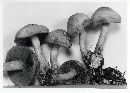 Agrocybe sororia image