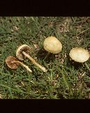 Agrocybe retigera image