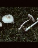 Agrocybe retigera image