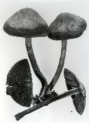 Panaeolus subbalteatus image