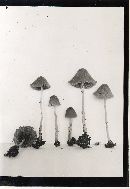 Conocybe filipes image