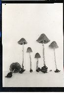 Conocybe filipes image